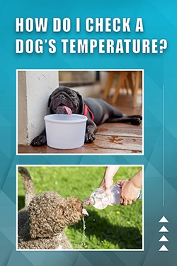 How Do I Check A Dog's Temperature