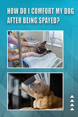 How Do I Comfort My Dog After Being Spayed