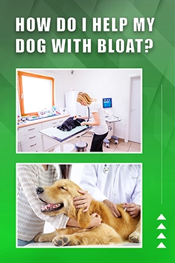 How Do I Help My Dog With Bloat