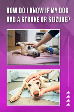 How Do I Know If My Dog Had A Stroke Or Seizure