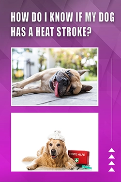 How Do I Know If My Dog Has A Heat Stroke