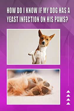 How Do I Know If My Dog Has A Yeast Infection On His Paws