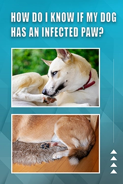 How Do I Know If My Dog Has An Infected Paw