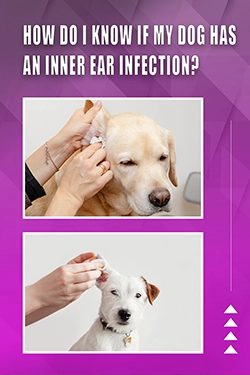 How Do I Know If My Dog Has An Inner Ear Infection