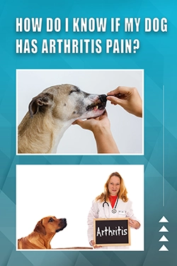 How Do I Know If My Dog Has Arthritis Pain