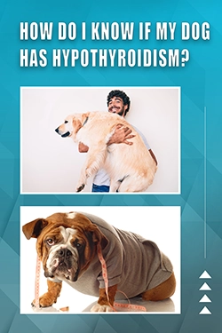 How Do I Know If My Dog Has Hypothyroidism
