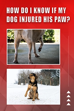 How Do I Know If My Dog Injured His Paw