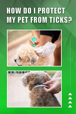 How Do I Protect My Pet From Ticks