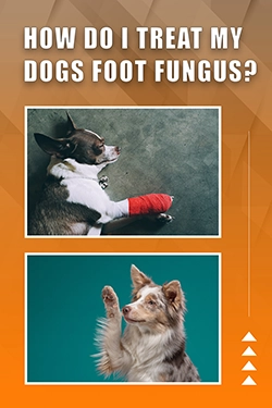 How Do I Treat My Dogs Foot Fungus