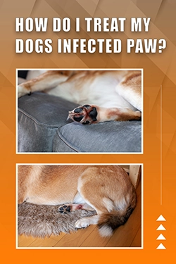 How Do I Treat My Dogs Infected Paw