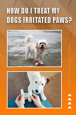 How Do I Treat My Dogs Irritated Paws