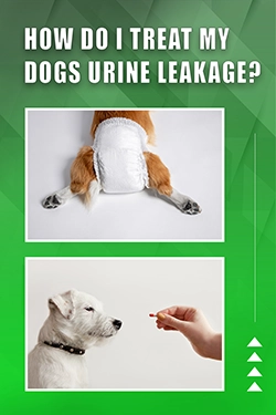 How Do I Treat My Dogs Urine Leakage