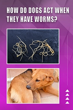 How Do Dogs Act When They Have Worms