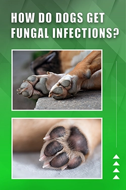 How Do Dogs Get Fungal Infections