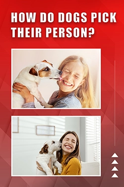 How Do Dogs Pick Their Person