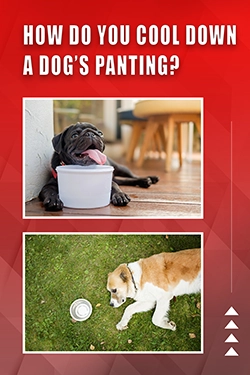 How Do You Cool Down A Dog's Panting