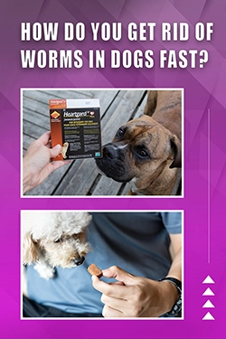 How Do You Get Rid Of Worms In Dogs Fast
