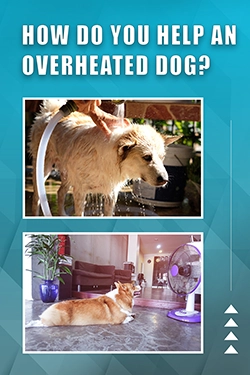 How Do You Help An Overheated Dog