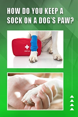 How Do You Keep A Sock On A Dog's Paw