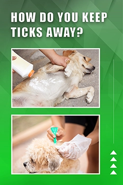 How Do You Keep Ticks Away