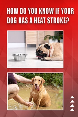 How Do You Know If Your Dog Has A Heat Stroke