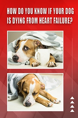 How Do You Know If Your Dog Is Dying From Heart Failure