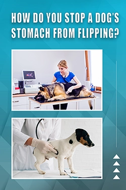 How Do You Stop A Dog's Stomach From Flipping