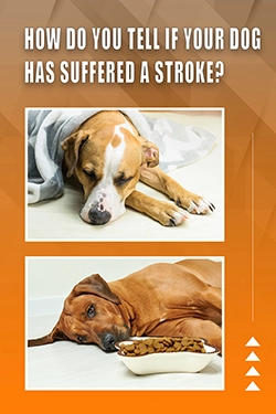 How Do You Tell If Your Dog Has Suffered A Stroke