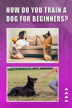 How Do You Train A Dog For Beginners