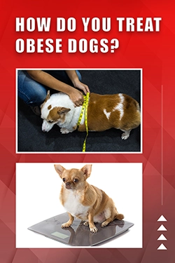 How Do You Treat Obese Dogs