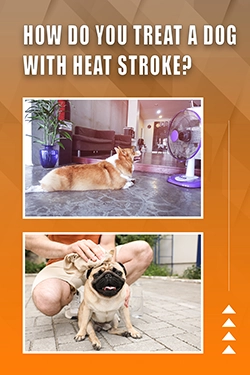 How Do You Treat A Dog With Heat Stroke
