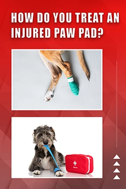 How Do You Treat An Injured Paw Pad