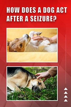 How Does A Dog Act After A Seizure