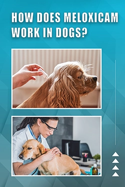 How Does Meloxicam Work In Dogs