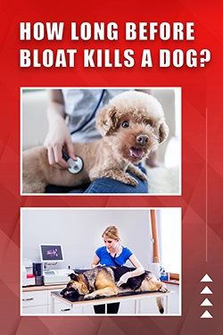 How Long Before Bloat Kills A Dog