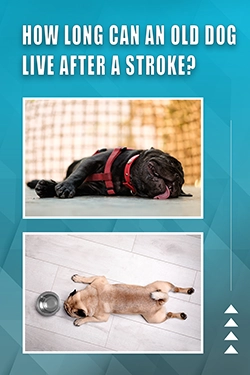 How Long Can An Old Dog Live After A Stroke