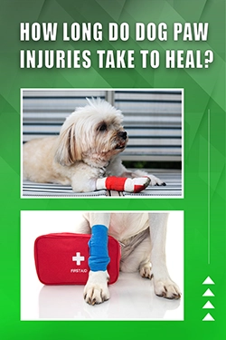 How Long Do Dog Paw Injuries Take To Heal