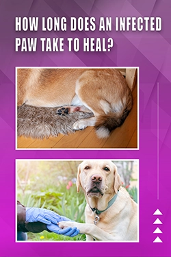 How Long Does An Infected Paw Take To Heal