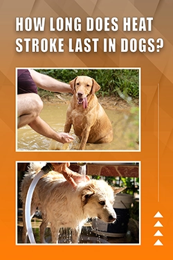 How Long Does Heat Stroke Last In Dogs