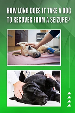 How Long Does It Take A Dog To Recover From A Seizure