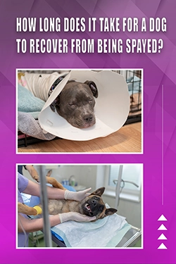 How Long Does It Take For A Dog To Recover From Being Spayed