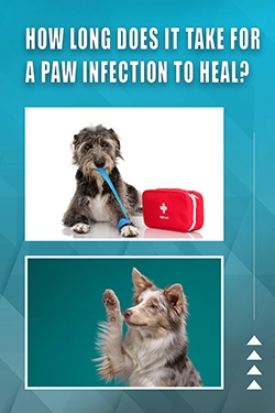 How Long Does It Take For A Paw Infection To Heal