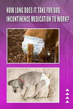 How Long Does It Take For Dog Incontinence Medication To Work