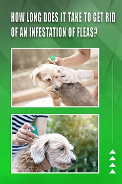 How Long Does It Take To Get Rid Of An Infestation Of Fleas