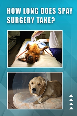 How Long Does Spay Surgery Take
