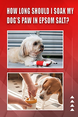 How Long Should I Soak My Dog's Paw In Epsom Salt