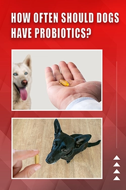 How Often Should Dogs Have Probiotics