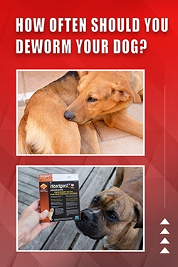 How Often Should You Deworm Your Dog