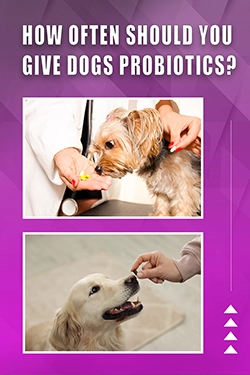 How Often Should You Give Dogs Probiotics