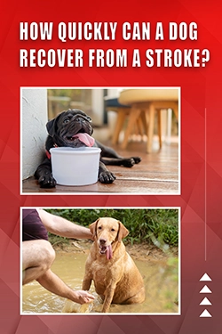How Quickly Can A Dog Recover From A Stroke